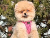 GERÇEK TEA CUP TEDDY POMERANİAN BOO YAVRULARI