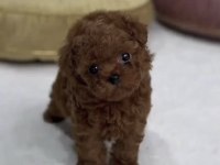 Toy Poodle Köpekler