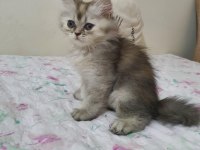 Sahiplenme chinchilla
