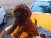 Red brown toy poodle