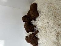 Kore poodle bebekler