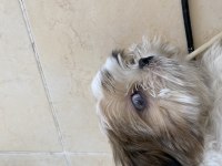 masmavi gözlü erkek shih tzu