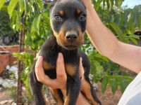 SON ERKEK DOBERMAN