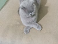 Satılık scottish fold tuvalet eğitimi vardır