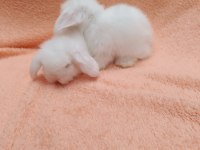 Hollanda teddy lop tavşanı