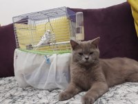 Ücretsiz sahiplendirilecekdir british shorthair