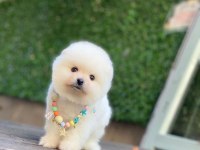 Sevimli Pomeranian Yavrular