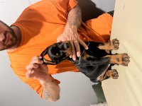 FCİ SECERELİ MUHTEŞEM KAN HATTI DOBERMAN