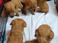 Maltipoo Kalite Yavrular Irk Sağlık Garantili