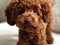 Evinizin nuru poodle köpekler