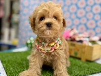 Dizayn Irk Maltipoo Sevimli Bebekler 