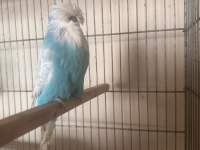 Vasıflı show jumbo erkek muhabbet kuşu