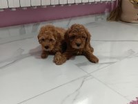 Toy Poodle Aşılı Pasaportlu Yavrularımız