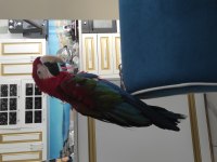 Dişi macaw papağanı