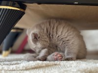 Scottish fold Cülide kızıma yuva arıyorum