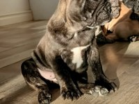 Briendli bebeğimiz french bulldog