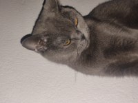 Anaç British Shorthair Kedimiz