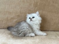 CHİNCHİLLA GÜZELLİKLER PODYUMDA