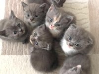 Scottish Fold Yavruları
