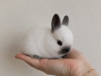 Mini renk cücesi tavşan yavruları