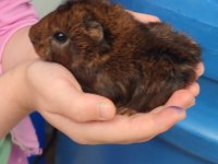Ginepig yavrumuz satılıktır