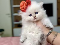Show kalite ele alışkın bebek kediler