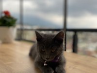 British shorthair acil