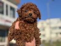 Ankaranın en güzel redbrown toy poodle yavruları