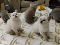 BRİTİSH SHORTHAİR KEDİLER