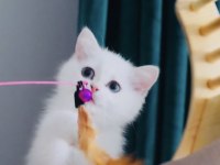 Sevgi dolu british shorthair dişi