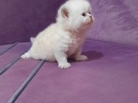 Sevimli chinchilla yavrumuz