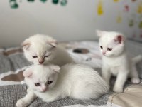 Yeni doğan yavrularımız yuvasını arıyor scottish fold