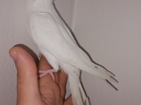 Albino sultan papağanı 3,5