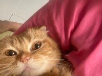 Scottish fold yavru