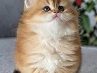 Safkan British Longhair Yavrular