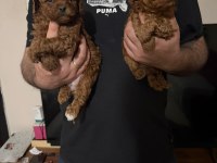A kalite poodle bebekler