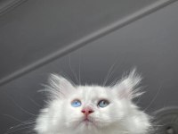 Şaşkin satişta british longhair