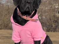 Cane Corso bebekler sağlık ve ırk garantili teslim