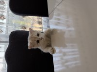 British shorthair 6 aylık