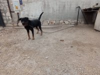 2 yaşında damızlık rottweiler