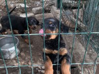 Yavru dişi rottweiler
