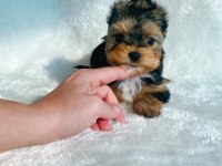 Petmode köpek çiftliğinden tea cup morki yavrularımız