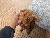 Sevimli toy poodle 6 aylık aşıları tam sahibinden