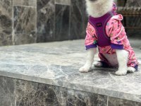 4 aylık havanese terrier