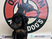 Doberman European