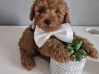 Toy Poddle Safkan Irk Kore Köpekler