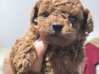 Orjinal yavru kore poodle