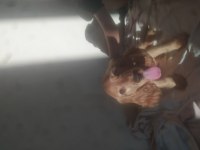 3 aylık dişi american cocker yavrumuz