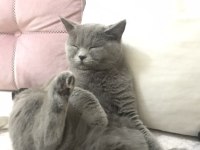 British shorthair