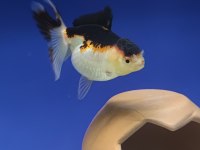 Oranda Japon balığı